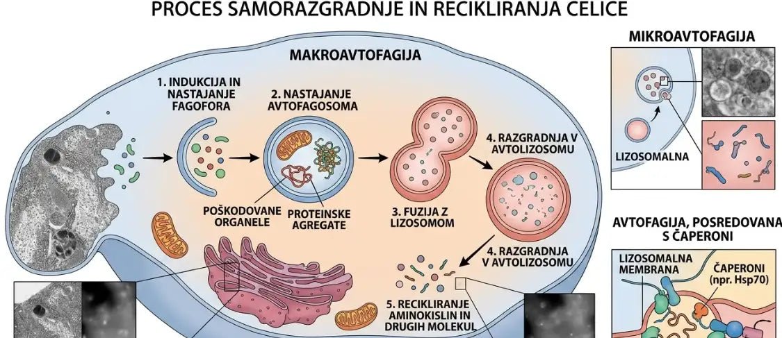 avtofagija