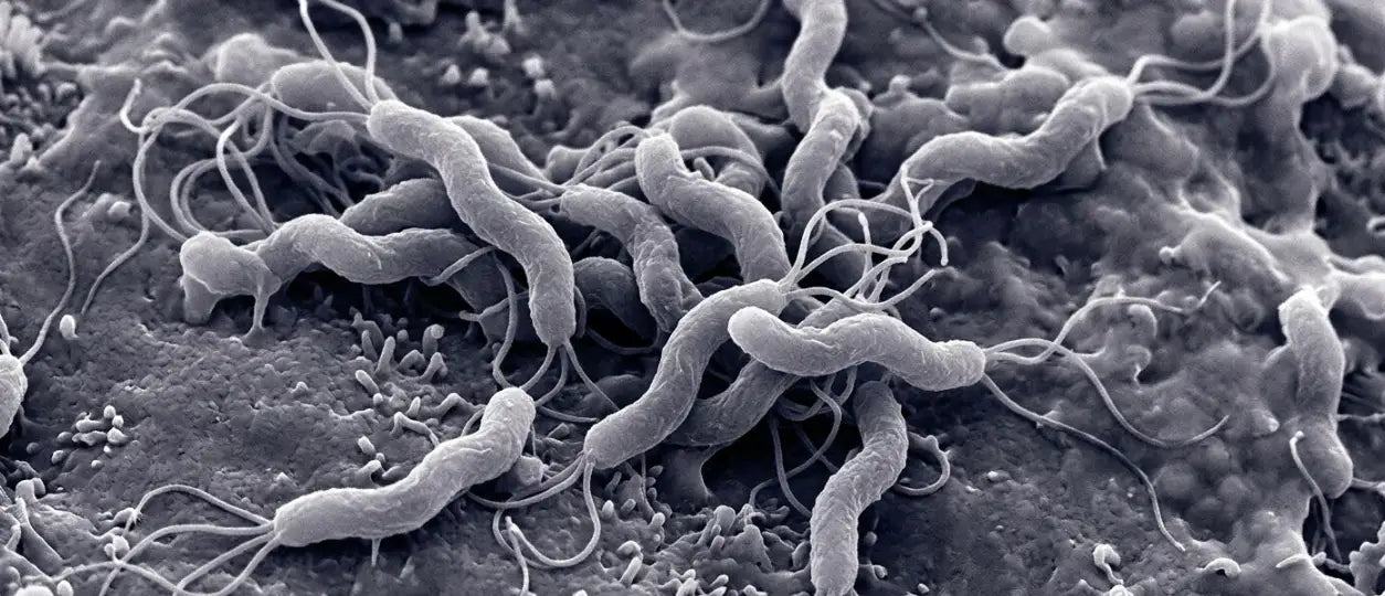 h.pylori