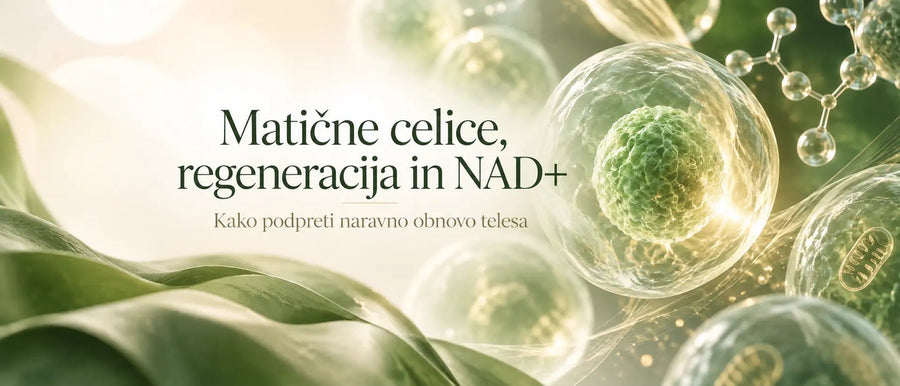 Matične celice: kaj potrebujejo za svoje delovanje?