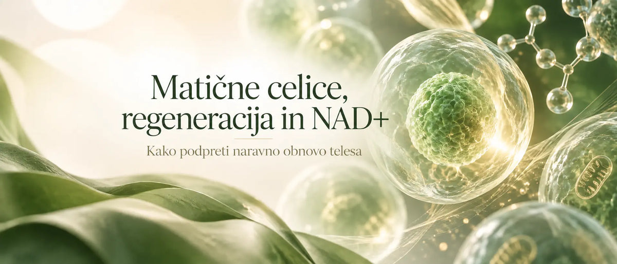 Matične celice: kaj potrebujejo za svoje delovanje?