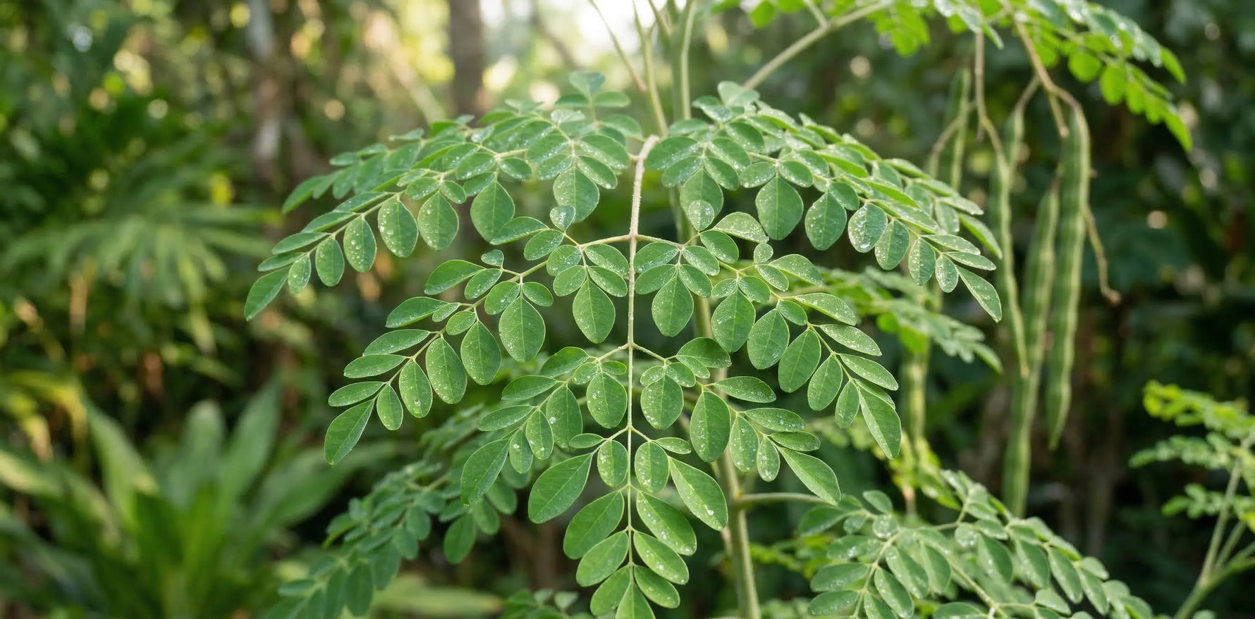 Moringa oleifera rastlina z zelenimi listi