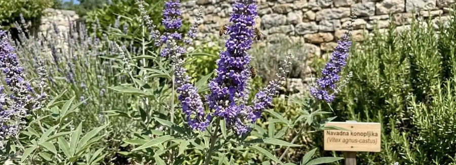 vitex