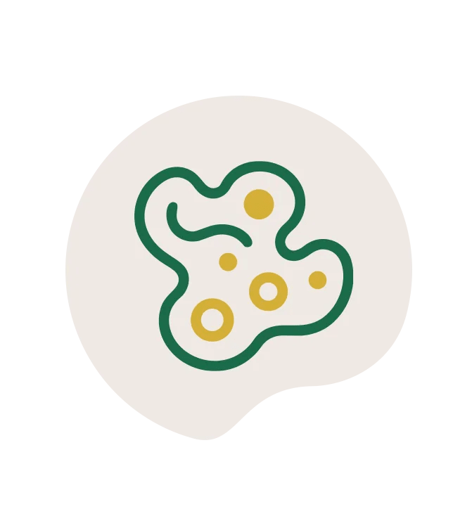 Encimi