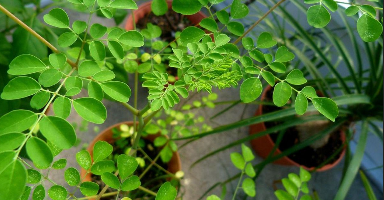 moringa rastlina