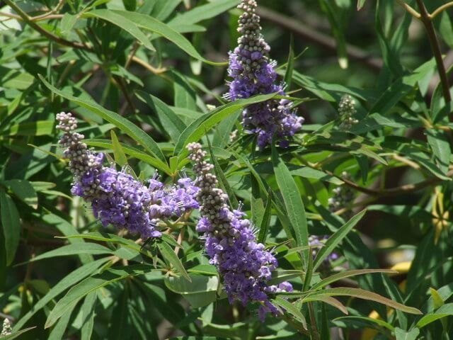 Vitex, najboljša podpora endokrinemu sistemu