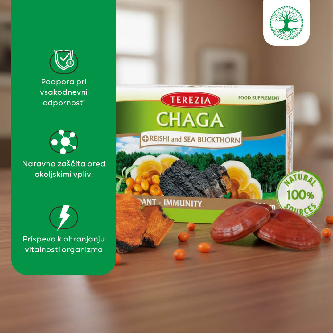 Čaga + reiši in rakitovec