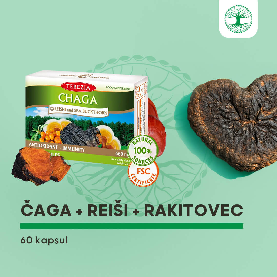 Čaga + reiši in rakitovec