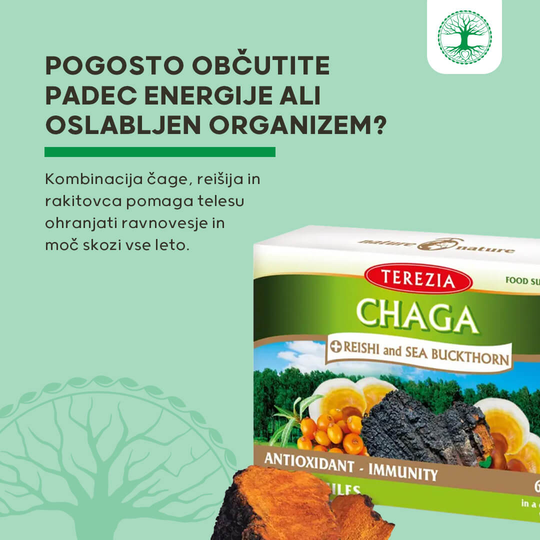 Čaga + reiši in rakitovec